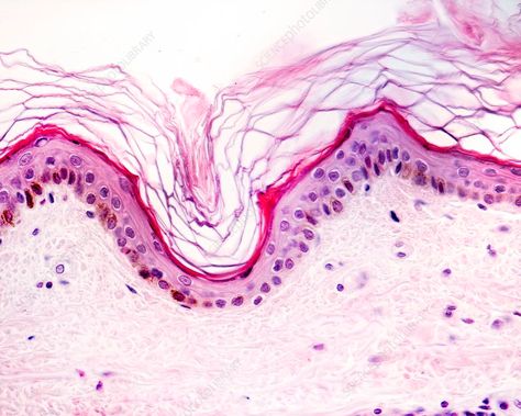 Skin Histology Art, Histology Aesthetic, Skin Microscope, Cells Aesthetic, Skin Histology, Skin Myths, Microscopic Cells, Pigmented Skin, Skin Anatomy