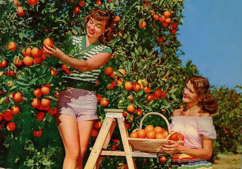 Picking Oranges, Florida Oranges, Orange Grove, Old Florida, State Of Florida, Vintage Florida, Shooting Photo, Shoot Ideas, Vintage Photographs