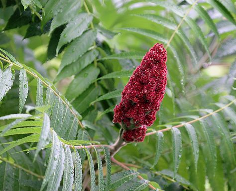 Staghorn Sumac ( Rhus hirta/typhina ) is a great addition to the edge of a Forest Garden Sumac Recipes, Staghorn Sumac, Raspberry Wine, Wild Food Foraging, Edible Wild Plants, Edible Seeds, Survival Gardening, Tree Of Life Tattoo, Wild Edibles