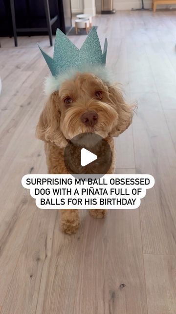 Sampson & Michele Miller on Instagram: "HAPPY 7th BIRTHDAY to the most ball obsessed dood on the internet! 🥳 I just can’t believe he is 7! Cheers to another 7+ years full of howls, ball pit messes, frisbee catching, sock stealing, and puppy love! And I hope all of you will be here for it 💙

#happybirthday #doglife #piñata #ballislife #doglovers #dogmom #dogdad #dogbirthday #dogsarefamily" Pinata For Dogs Diy, Dog Ball Pit, Puppy Pinata, Dog Pinata, Dog Birthday Party Ideas, Happy 7th Birthday, Dog Birthday Party, Dog Ball, Dog Party