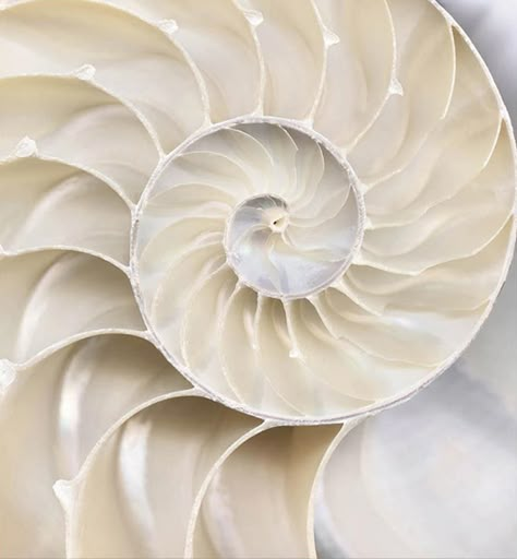 Abstract Shell No. 6, from the Abstract Shell Collection // by Shelli Breidenbach Photography, available at romanofflelements.com Shell Aesthetic, Shell Texture, Divine Proportion, Spiral Shell, Nautilus Shell, Drawing Examples, Mood Images, Shell Collection, Dream Vacations Destinations