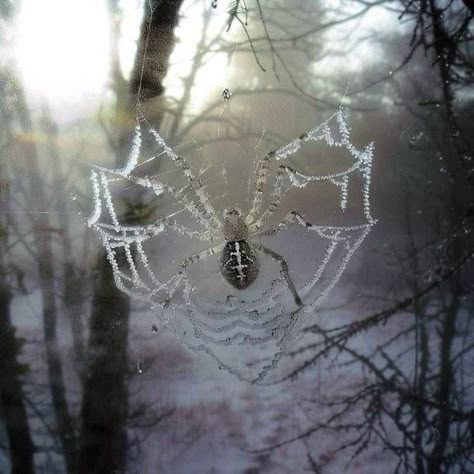 Heart Web, Grey Heart, Pretty Animals, Playlist Covers, Spider Web, Spiders, Dark Aesthetic, Pretty Pictures, My Aesthetic