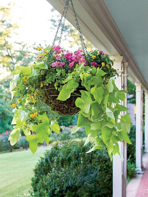 Sweet Potato Vine Hanging Container Basket Sweet Potato Vines, Purple Heart Plant, Growing Sweet Potatoes, Flower Containers, Sweet Potato Vine, Potato Vines, Garden Basket, Trailing Plants, Ground Cover Plants