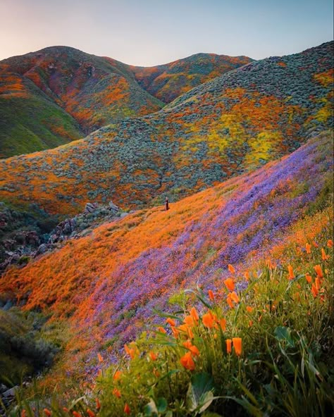 Super Bloom, Valley Of Flowers, Pretty Landscapes, Painting Inspo, Pics Art, Flower Field, Nature Aesthetic, Nature Landscape, Pretty Places