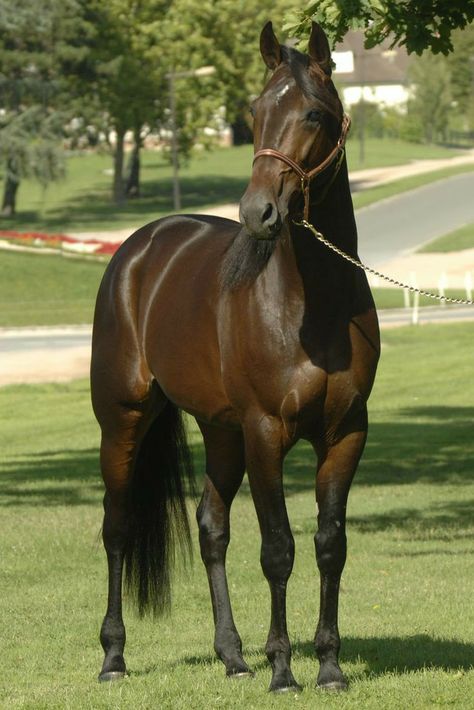 American Standardbred, Standardbred Racing, Nice Horses, Farm Dream, Standardbred Horse, Famous Horses, American Pharoah, Pony Breeds, Thoroughbred Horse Racing