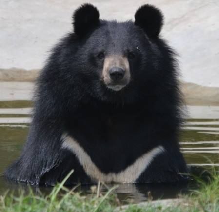 Moon bear, medium-sized (average 300lbs) Asian black bear, most bipedal of the bears. Usually have 2 cubs every 2-3 years. Moon Bears, Himalayan Black Bear, Malayan Sun Bear, Asian Black Bear, Standing Black Bear, Spectacled Bear, Asiatic Black Bear, Moon Bear, American Black Bear