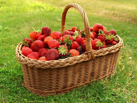 Fresh strawberries in basket. Basket with fresh strawberries. Basket of strawber , #AFFILIATE, #basket, #Basket, #Fresh, #strawberries, #fresh #ad Strawberries In Basket, Basket Of Strawberries, Eating Green, Green Grass Background, Red Farmhouse, Grass Background, Garden Basket, Farm Lifestyle, Wicker Picnic Basket