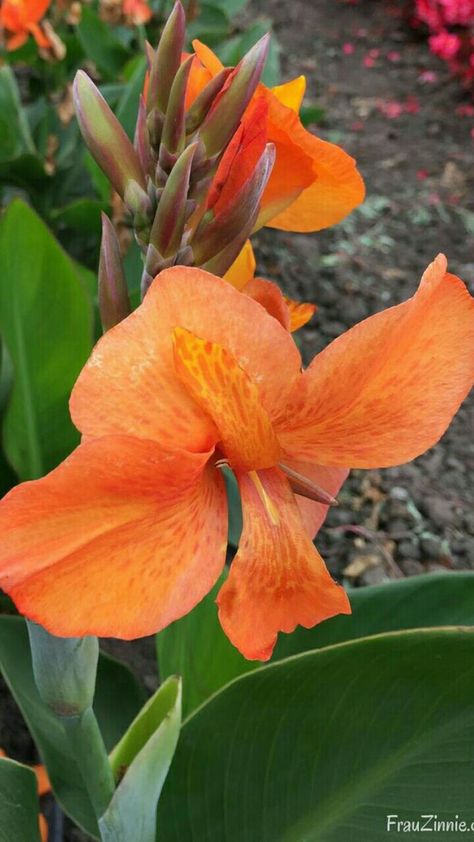 Canna Plants, Canna Flower, Canna Lilies, Container Planting, Perennial Bulbs, Canna Lily, Money Trees, Easy Plants, Tall Plants