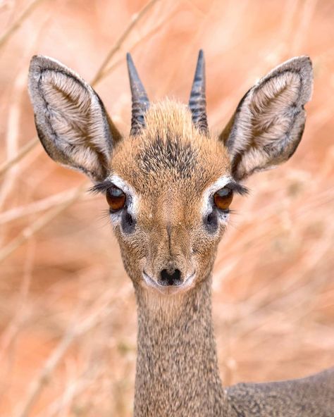 Meet Dik-dik, the cutest little antelope in the African savannas. It's same size with a small dog. Scared of everything but always running… Dik Dik Antelope, South Africa Animals, Dik Dik, Africa Animals, Cut Animals, Wildlife Photographer, Red Squirrel, Animal Species, A Fairy Tale