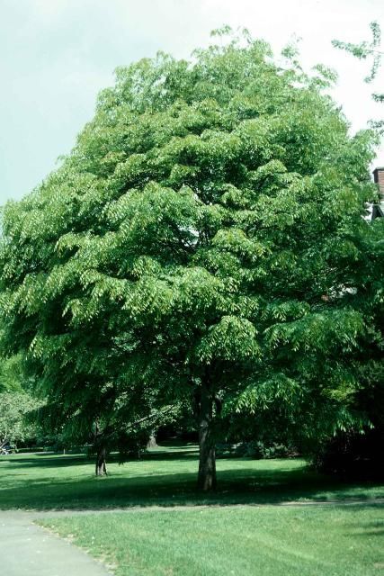 ENH-833/ST677: Zelkova serrata: Japanese Zelkova Copper Fall, Urban Tree, Street Trees, Agricultural Science, Simple Leaf, University Of Florida, Drought Tolerant, Horticulture, Florida