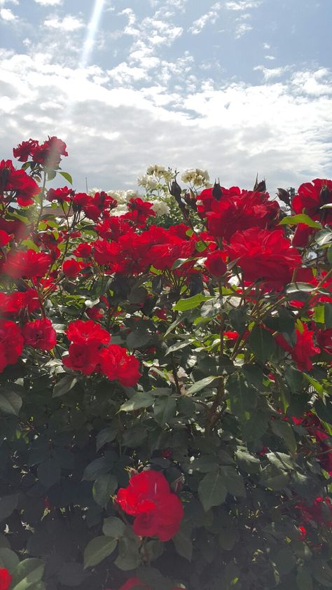 Red Rose Field, Aesthetic Corner, Rose Field, Iphone Wallpaper Landscape, Wallpapers Phone, Aesthetic Roses, Wallpaper Red, Pretty Backgrounds, Driving Photography