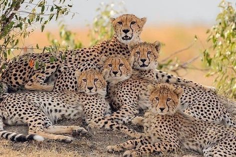 Cheetah Family, Masai Mara, African Wildlife, Wild Dogs, Cheetahs, African Animals, Sweet Animals, Animal Photo, Exotic Pets