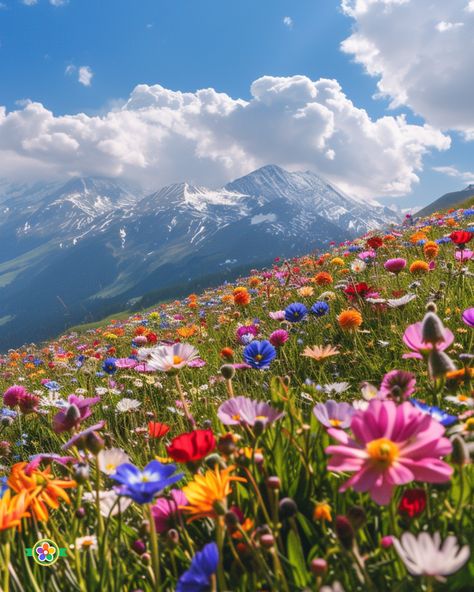 17 Beautiful Wildflower Meadows You Have To Visit Colorado Flowers, Flower Valley, Colorado Wildflowers, Flower Types, Valley Of Flowers, Purple Poppies, Purple Wildflowers, Indian Paintbrush, Wildflower Garden