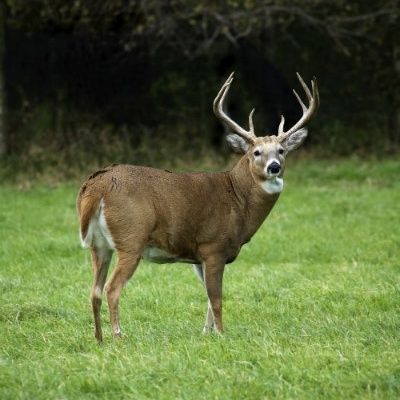 Whitetail Deer Pictures, Whitetail Hunting, Whitetail Deer Hunting, Big Deer, Deer Hunting Tips, Hog Hunting, Hunting Land, Deer Photos, Deer Hunting Blinds