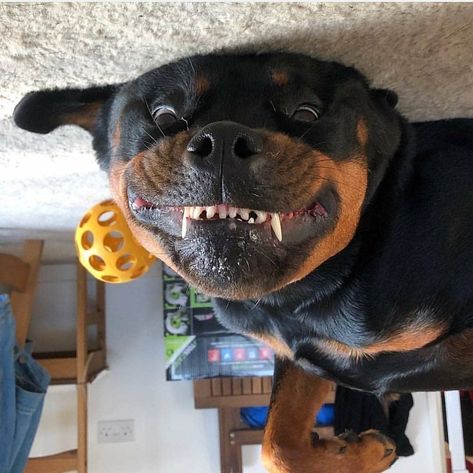 14 Hilarious Pictures Of Rottweilers To Brighten Your Day | Page 2 of 3 | PetPress 10 Week Old Rottweiler, Rottweiler And Doberman Together, Happy Rottweiler, Rottweiler Pictures, Funny Rottweiler, Staffordshire Bull Terriers, Rottweiler Funny, Rottweiler Love, Dog Shock Collar