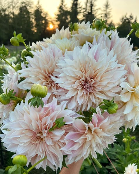 Special delivery heading out this morning…. Pictured: Cafe au Lait #flowerfarmer #flowerfarm #flowerfarming #dahlias #dahlia… | Instagram Dinner Plate Dahlias, Cafe Au Lait Dahlias, Cafe Au Lait Dahlia Bouquet, July Flowers, Burgundy Dahlia, Dahlia Bouquet, Wedding Crest, Flower Farmer, Cream Flowers