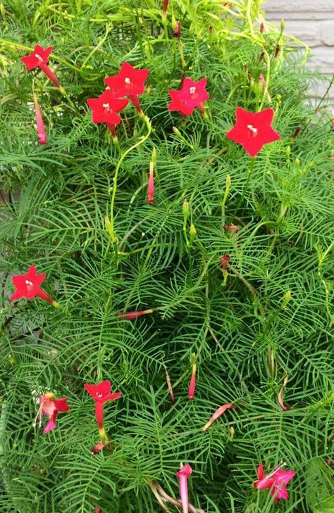 Cypress vine.  Reseeds every year.  Love it. Ipomoea Quamoclit, A4 Size Paper Border Design Flower, Potting Plants, Cypress Vine, Drywall Art, Green Scenery, Terrace Decor, Diy Raised Garden, Indian Flowers