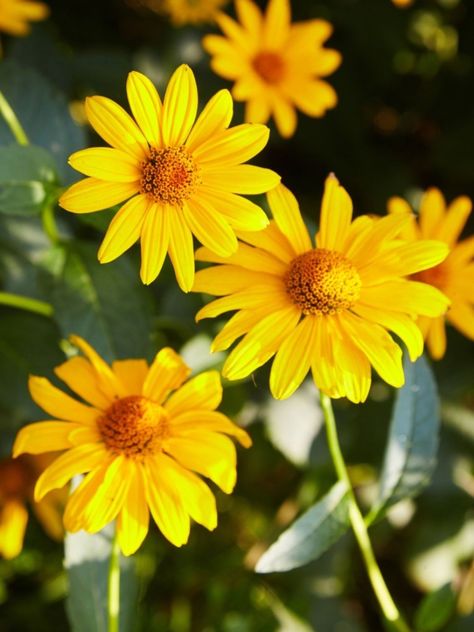 Bush Daisy, A Thousand Yellow Daisies, Well Garden, Aesthetic Daisy, Daisy Image, Daisy Background, Earth Food, Yellow Daisy Flower, Botanical Sketchbook