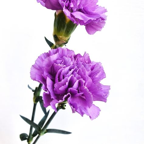 ✨️ Happy Weekend! ✨️ Some stunning Moon Series Carnations to brighten your Saturday morning! She's one of our favourite Carnations - these beauties come in shades of mauve, mid purple (pictured), and glorious deep purple 💜 #simcarnations #moonseries #moonseriescarnations #flowerlovers #numurkahflorist #flowersonmelville #flowersfortheweekend Shades Of Mauve, Saturday Morning, Happy Weekend, Deep Purple, Shades, Moon, Purple, Flowers, Beauty