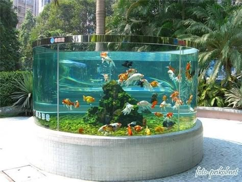 Outdoor goldfish tank, I would love this, if I lived in a warm climate. It would not be good in Massachusetts in the winter! Outdoor Fish Tank, Goldfish Aquarium, Taman Air, Amazing Aquariums, Goldfish Tank, Cool Fish Tanks, Goldfish Pond, Fish Tank Design, Aquarium Terrarium