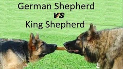 German Shepherd Grooming, King German Shepherd, Baby German Shepherds, King Shepherd, Dutch Shepherd Dog, Female German Shepherd, German Shepherd Breeds, Cute German Shepherd Puppies, African Wild Dog