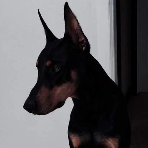 Doberman, A Black, White, Black