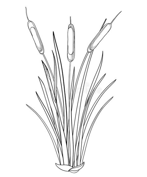 Vector outline Bulrush or reed or cattail or typha bunch with leaves in black isolated on white background. Swamp grass plant. Vector outline Bulrush or reed or royalty free illustration Pond Reeds, Black White Tattoos, 3d Art Drawing, Folk Art Flowers, Plant Vector, Sketches Tutorial, Creature Drawings, Plant Drawing, White Tattoo