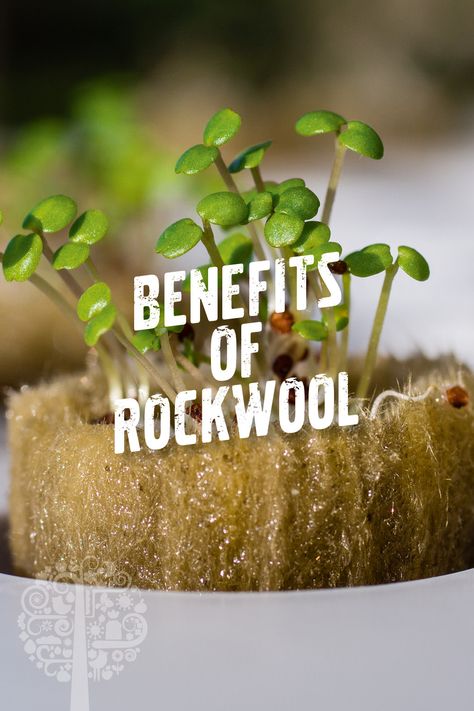 Rockwool And The Hydroponic Garden: The King Of All Substrates? Check out this article about Rockwool and its benefits in hydroponic gardening: Hydroponic Garden, Different Fish, Grow Room, Culture Magazine, Check And Balance, Hydroponic Gardening, Led Grow, Plant Roots, Seed Starting