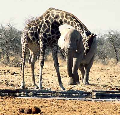 Giraffe and Elephant, best friends.  @Haydn Owens Animals Elephants, Unlikely Animal Friends, Giraffe Neck, Elephant Lover, Elephant Love, Best Bud, Would You Rather, Giraffes, Big Love