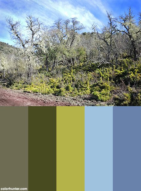 Patagonia Color Palette, Colombian Color Palette, Oregon Coast Color Palette, River Color Palette, Nature Color Palette Hex Codes, Patagonia Brand, Blog Layout, Patagonia, Mood Board