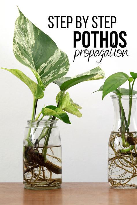 Water Propagation Plants, Pathos Plant, Pothos In Water, Pothos Care, Pothos Plant Care, Plants From Cuttings, Easy Care Houseplants, Grow Herbs, Golden Pothos