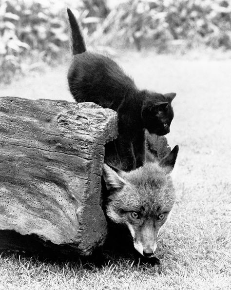 The Fox and one of her kittens. Photo by John Drysdale, used with permission. Animals Cuddling, Unusual Animal Friendships, Snow Photos, Photos Of Animals, Animals Friendship, Weather Channel, Cat Items, The Weather Channel, Heart Warming