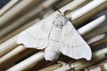 Important Stages in the Life Cycle of a Silkworm - Animal Sake Silkworm Life Cycle, Classical Conversations Review Games, Moth Meaning, Moth Symbolism, White Moths, Types Of Moths, Silk Worm, White Moth, Moth Species