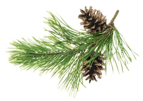 Pine tree branch. Fir twigs with green needles, isolated. Winter holiday evergreen decoration, spruce or cedar elements stock photography Pine Aesthetics, Feeding Squirrels, Evergreen Decor, Background Leaf, Pine Tree Branch, Fir Needles, Christmas Foliage, Tree Borders, Pine Branches