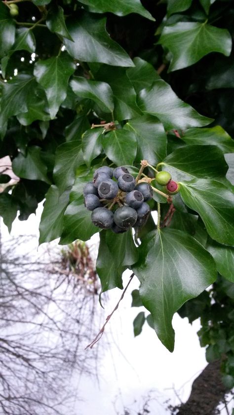 Ivy berry Ivy Cottage, Flower Varieties, Flower Identification, Foliage Design, Italian Christmas, Green Ivy, Christmas Event, Summer Signs, December Wedding