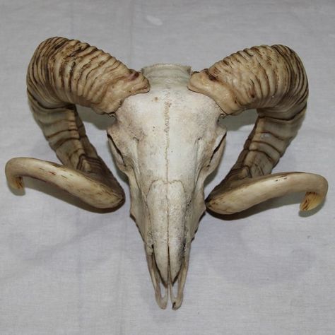 Goat Mask, Skull Animal, Skull Reference, Goat Skull, Animal Skeletons, Buffalo Skull, Ram Skull, Animal Skull, Vulture Culture