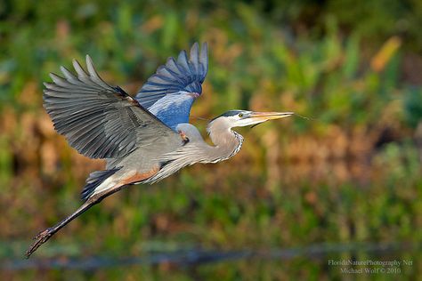 Great Blue Heron in Flight  3152 by floridanaturephotography, via Flickr Blue Heron In Flight, Heron Photography, Heron In Flight, Heron Tattoo, Florida Nature, Heron Art, Grey Heron, Great Blue Heron, Nature Photographer