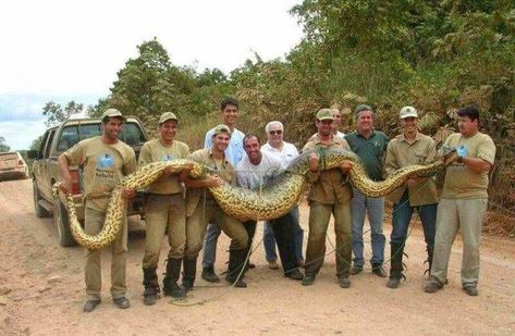 Snake Types, Anaconda Attack, World Biggest Snake, Anaconda Verde, Giant Anaconda, Anaconda Snake, Green Anaconda, Largest Snake, Giant Animals