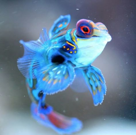 Beautiful PERIWINKLE Mandarinfish - Imgur Mandarin Fish, Fauna Marina, Salt Water Fish, Cool Fish, Saltwater Tank, Beautiful Sea Creatures, Water Animals, Marine Fish, Underwater Creatures