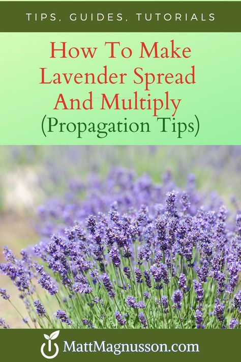 Learn how to easily propagate lavender from cuttings. Save money and grow your own lavender plants from cuttings for garden pots or as part of your garden landscape. Propagate Lavender, Lavender Plant Care, Propagation Tips, How To Propagate Lavender, Best Herbs To Grow, Potted Lavender, Lavender Plants, Lavender Leaves, Backyard Garden Diy