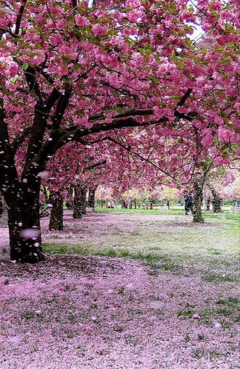 Because who doesn’t like a good cherry blossom photo! My dream front yard will be lined with these! Pink Places, Spring Scenery, World Most Beautiful Place, Spring Images, Pink Trees, Beautiful Images Nature, Foto Art, Cherry Blossom Tree, Blossom Trees