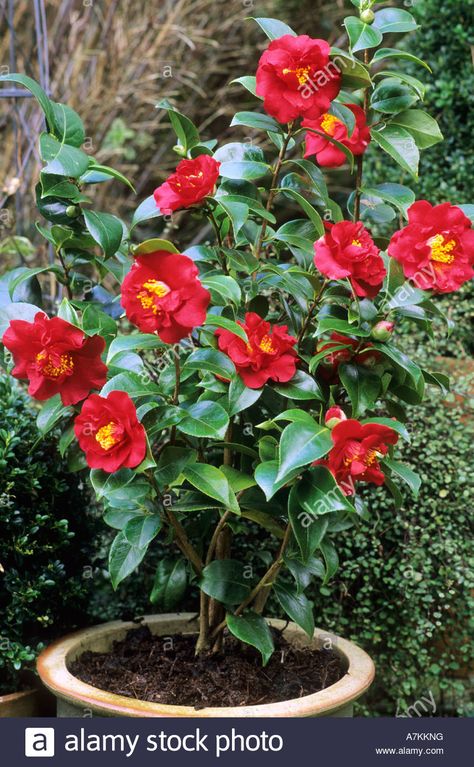 morgan in plant | Camellia 'barbara Morgan' In Container, Red Flower, Garden Plant Stock ... Bonsai Plants Indoor, Red Flower Garden, Camellia Tree, Camellia Plant, Plant Pot Diy, Camellia Japonica, Gardening Inspiration, Bonsai Flower, Garden Plant Pots