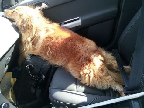 Echausted Long Car Rides, Sleeping Dogs, Funny Animal Pictures, I Love Dogs, Dog Days, 11 11, Dog Love, Funny Dogs, A Dog