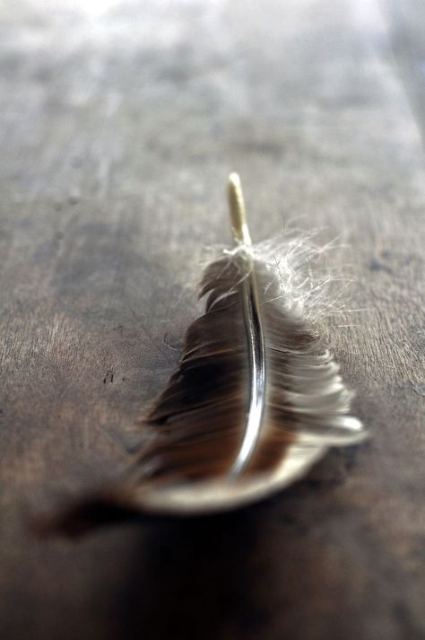 . Foto Art, Pics Art, Bird Feathers, White Photography, Wabi Sabi, Brown And Grey, Dandelion, Spirituality, Angeles