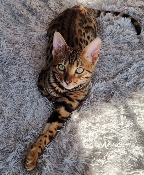 Anime Cat Art, Bengal Cat Facts, Aesthetic Cat Drawing, Bengal Cat Kitten, Most Popular Cat Breeds, Popular Cat Breeds, Tattoo Nature, Animals Tattoo, House Cats