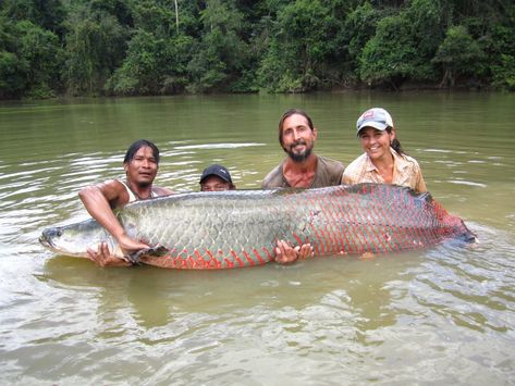 Guyana’s Giant Arapaima – The Largest Freshwater Fish In South America! Big Whale, Giant Fish, Fishing Techniques, Great White Shark, Whale Shark, Big Fish, Freshwater Fish, Zoology, Animal Planet