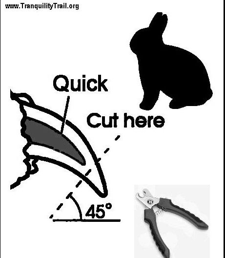 Bunny Supplies List, Bunny Tips And Tricks, Bunny Knowledge, Bunny Grooming, Bunny Hacks, Tapsi Hapsi, Bunny Tips, Bunny Care Tips, Bunny Things