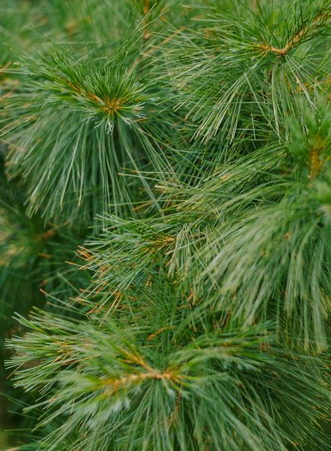 A rapid-growing, long-lived needled evergreen tree, the Eastern white pine, offers long, soft, blue-green needles and is adaptable to a range of conditions. It's native to areas of North America and makes an excellent choice for wildlife gardens. #trees #besttrees #conifers #landscaping #landscapingdesign #bhg Planting Pine Trees, Eastern White Pine Tree, Types Of Pine Trees, Blue Star Juniper, Balsam Fir Tree, Picea Pungens, White Pine Tree, Bristlecone Pine, Beautiful Landscaping