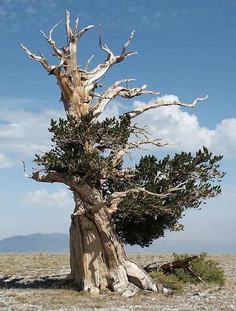 What is the fate of the oldest trees on earth? /;) TreeHugger Bristlecone Pine Tree, Science Computer, Engineering Books, Weird Trees, Bristlecone Pine, Science Engineering, Twisted Tree, Pine Trees Forest, Teaching Biology