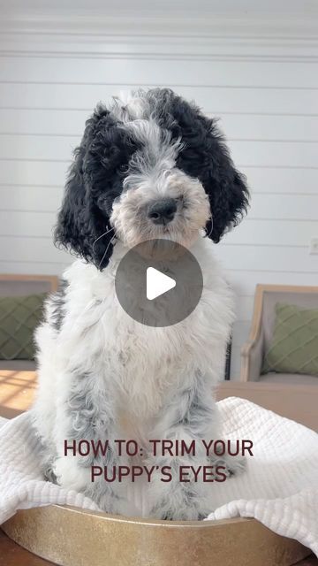 Sherri Gray Smeraglia on Instagram: "Our quick tutorial on how to trim up your pup’s eyes! 🐶 #goldendoodles #howto #grooming #poodles #puppies" How To Trim Labradoodle Face, Diy Poodle Grooming, Golden Doodle Face Grooming, Poodle Grooming Diy, Poodle Face Grooming, Phantom Goldendoodle, Poodles Puppies, Dog Grooming Diy, Goldendoodle Grooming